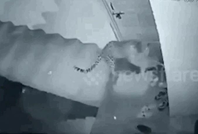 Ảnh cắt từ clip.