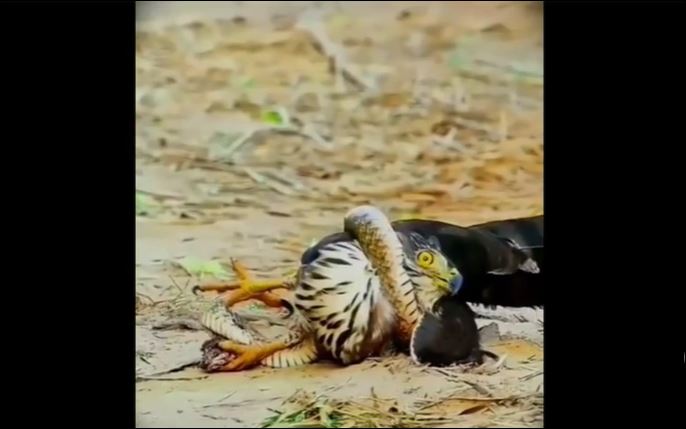 Ảnh cắt từ clip.