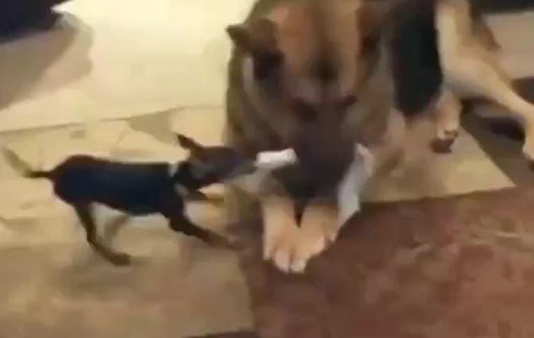 Ảnh cắt từ clip.