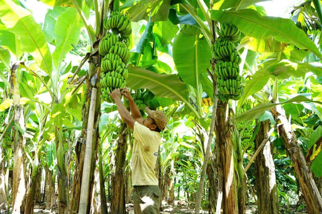 Ảnh: Báo và phát thanh, truyền hình Quảng Trị. Ảnh: Báo và phát thanh, truyền hình Quảng Trị.