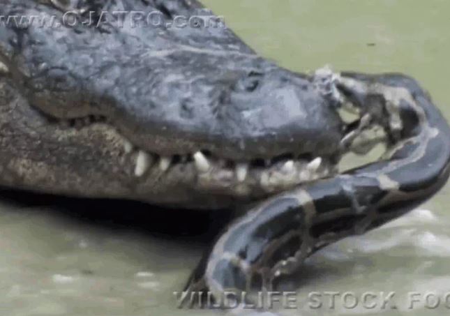 Ảnh cắt từ clip.