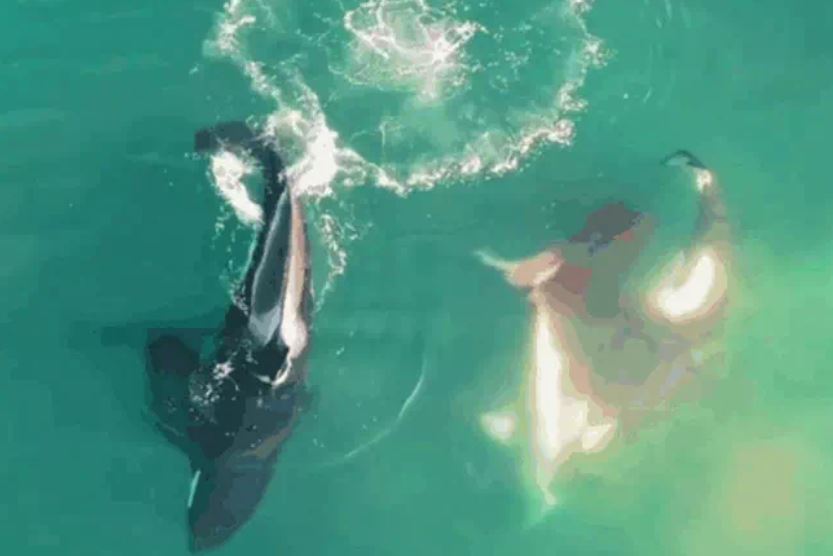 Ảnh cắt từ clip.