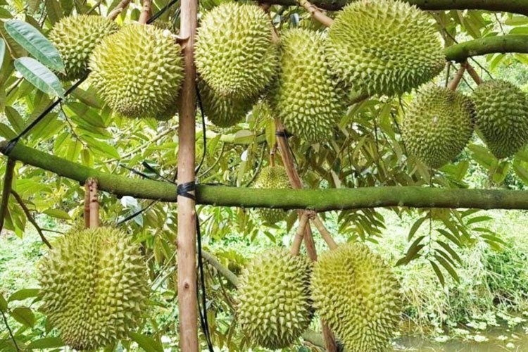 Ảnh minh hoạ. Ảnh minh hoạ.