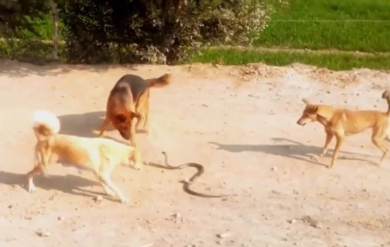 Ảnh cắt từ clip.