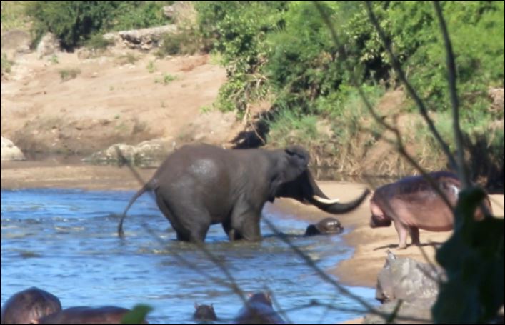 Voi tấn công hà mã.