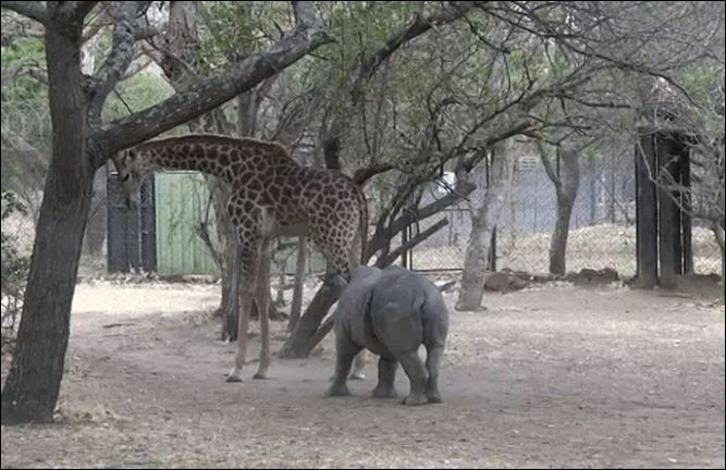 Ảnh cắt từ clip.