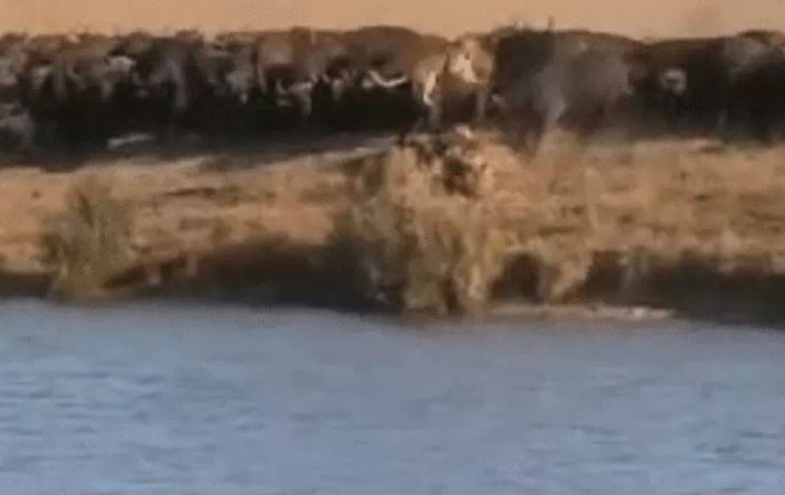 Ảnh cắt từ clip.