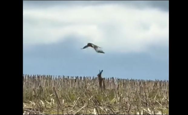 Ảnh cắt từ clip.