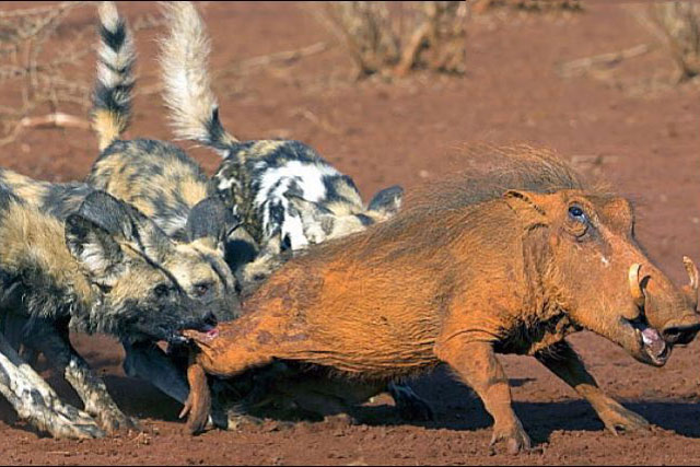 Bầy chó hoang hạ sát lợn bướu.