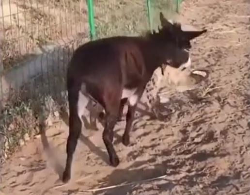 Ảnh cắt từ clip.