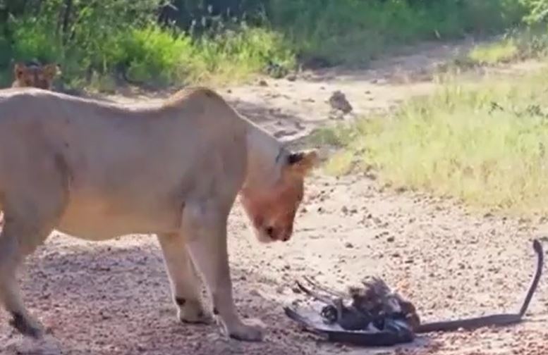 Ảnh cắt từ clip.