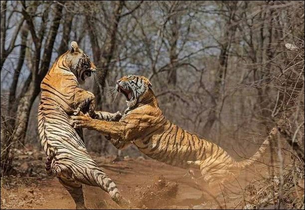 Hổ ác chiến trranh giành lãnh thổ.