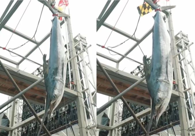 Cận cảnh con cá marlin trắng mà Dan Gough câu được. 