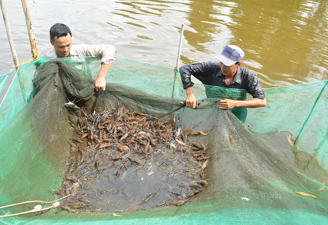 sản lượng tôm nuôi tăng nhờ bước đầu áp dụng các giải pháp nâng cao năng suất,