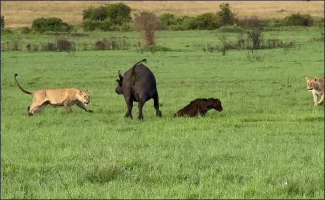 Trâu rừng bảo vệ con trước sư tử.