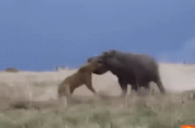 Ảnh cắt từ clip.