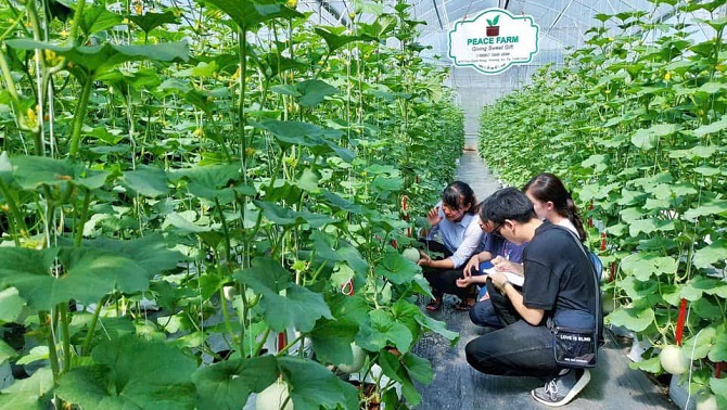 +ảnh 2: Chị Lê Ngọc Hiền đang kiểm tra dinh dưỡng từng cây dưa lưới tại nông trại.