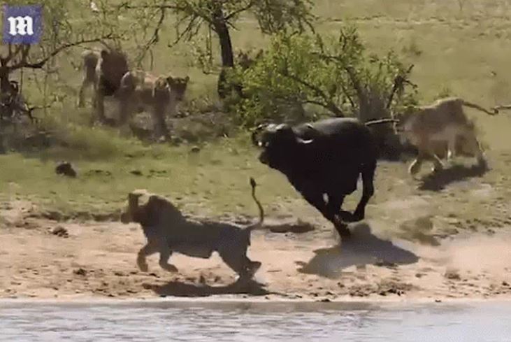 Ảnh cắt từ clip.