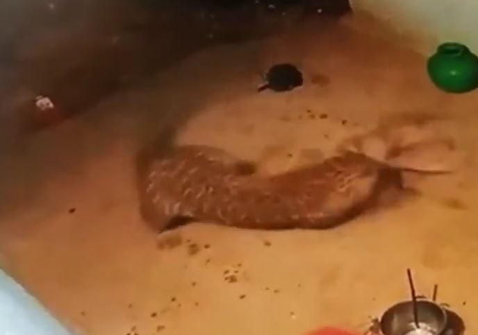 Ảnh cắt từ clip.