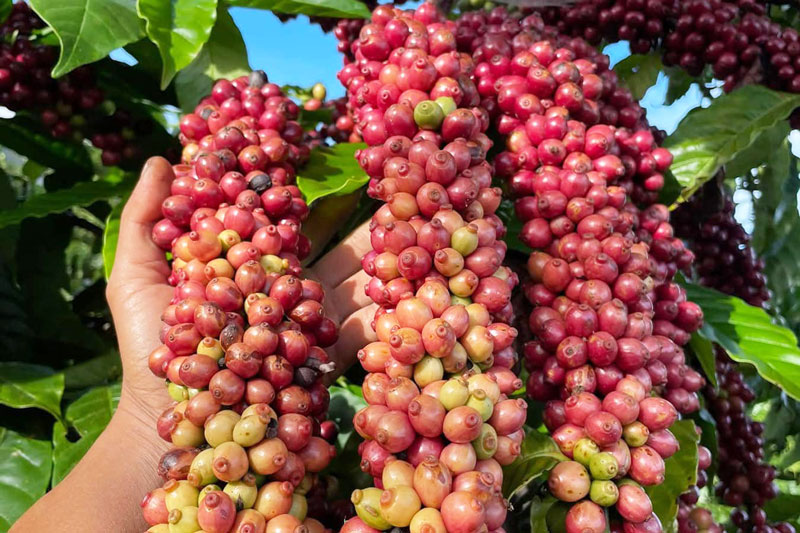 Ảnh minh hoạ. Ảnh minh hoạ.