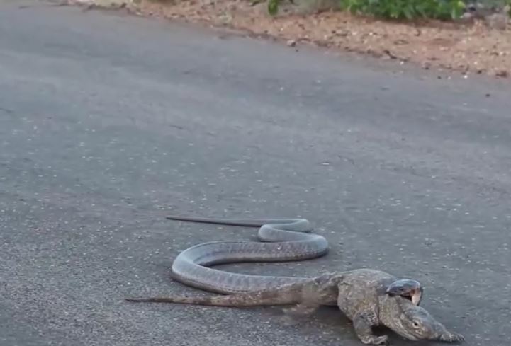 Ảnh cắt từ clip.