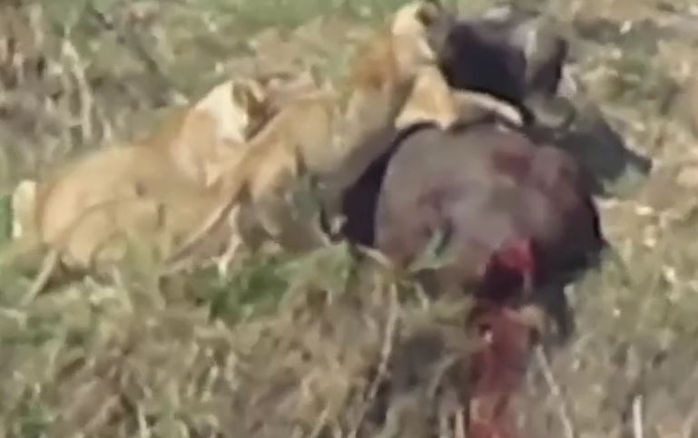 Ảnh cắt từ clip.