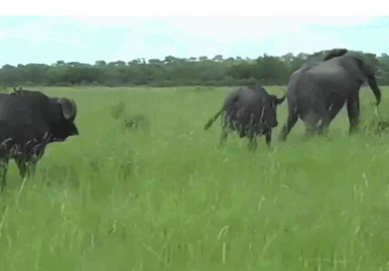 Ảnh cắt từ clip.