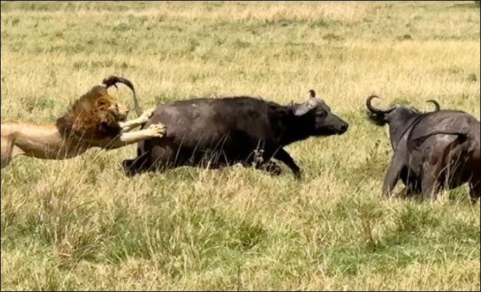 Sư tử tấn công trâu rừng.