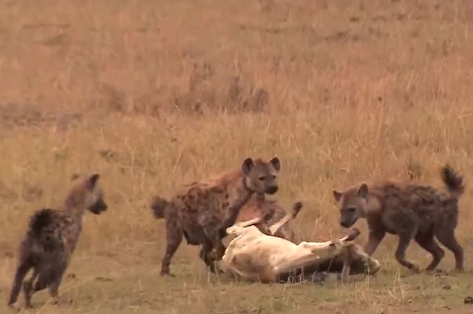 Ảnh cắt từ clip.