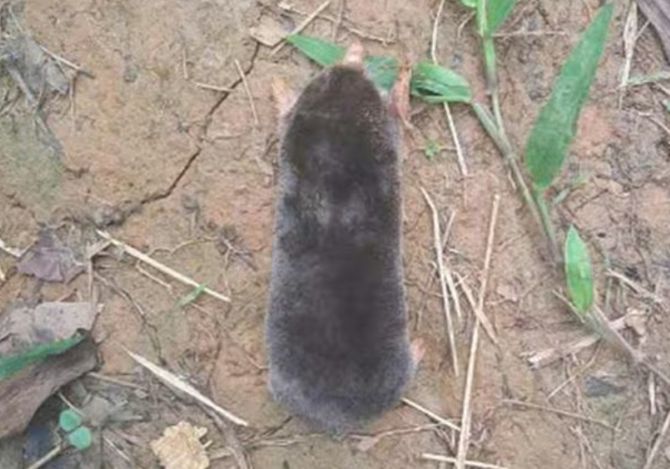 Chuột chũi được ghi nhận tại Pù Luông là loài thứ 6 được ghi nhận tại Việt Nam. Ảnh: Ban Quản lý Khu bảo tồn thiên nhiên Pù Luông. Chuột chũi được ghi nhận tại Pù Luông là loài thứ 6 được ghi nhận tại Việt Nam. Ảnh: Ban Quản lý Khu bảo tồn thiên nhiên Pù Luông.