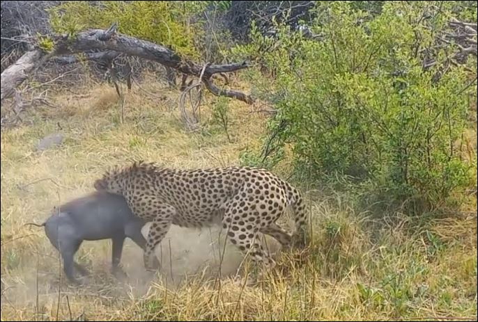 Báo săn hạ gục lợn bướu.