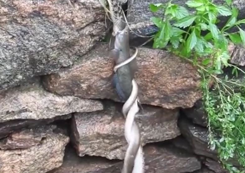 Ảnh cắt từ clip.