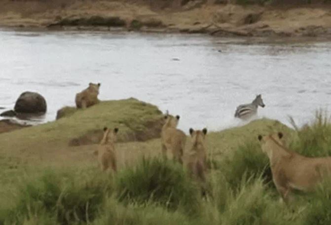Ngựa vằn ‘bẻ lái’ thoát chết ngoạn mục trước pha phục kích của đàn sư tử