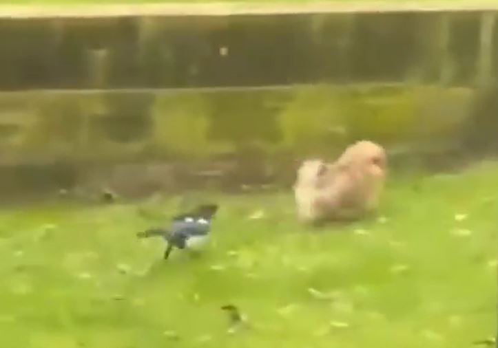 Ảnh cắt từ clip.