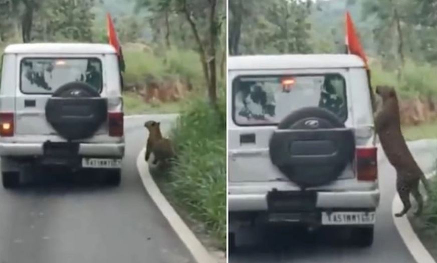 Ảnh cắt từ clip.