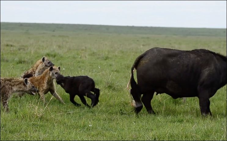 Bầy linh cẩu tấn công trâu non.