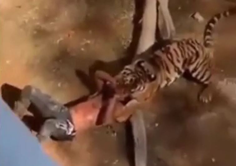 Ảnh cắt từ clip.