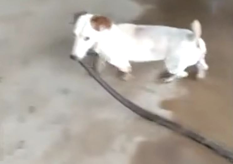 Ảnh cắt từ clip.