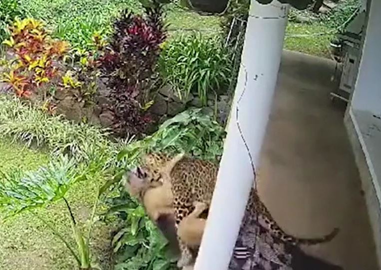 Ảnh cắt từ clip.