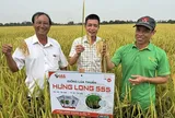 Giống Hưng Long 555: Khẳng định năng suất vượt trội, thúc đẩy đề án 1 triệu ha lúa chất lượng cao