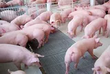 Giá heo hơi ngày 22/5/2025: Ổn định ở cả ba miền
