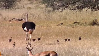 CLIP: Đói khát giữa đồng hoang, sư tử tấn công đàn đà điểu con