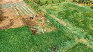 Giá lát lao dốc, nông dân lỗ công chăm sóc