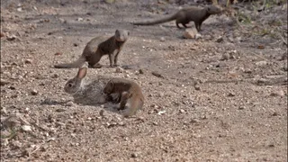 CLIP: Đàn cầy mongooses tấn công thỏ rừng