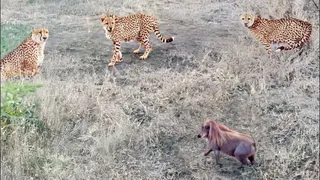 CLIP: Lợn bướu hung dữ, đuổi 3 con báo cheetah chạy ‘trối chết’