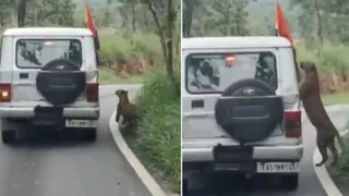 Giây phút kinh hoàng: Bé trai 13 tuổi bị báo hoa mai tấn công trong khu bảo tồn