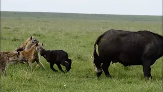 Trâu rừng mẹ khổ chiến với bầy linh cẩu, bảo vệ con non