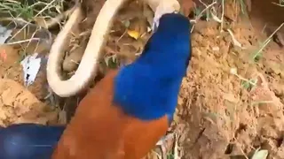 Không ngán nọc độc, bìm bịp tung đòn liên tiếp khiến rắn hổ mang tháo chạy