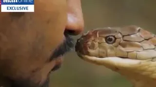 Chàng trai liều mạng hôn rắn hổ mang chúa và cái kết ‘thót tim’