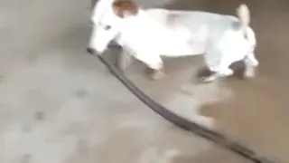 Chó sục Jack Russell hạ gục rắn rồi kéo về nhà khoe chiến tích